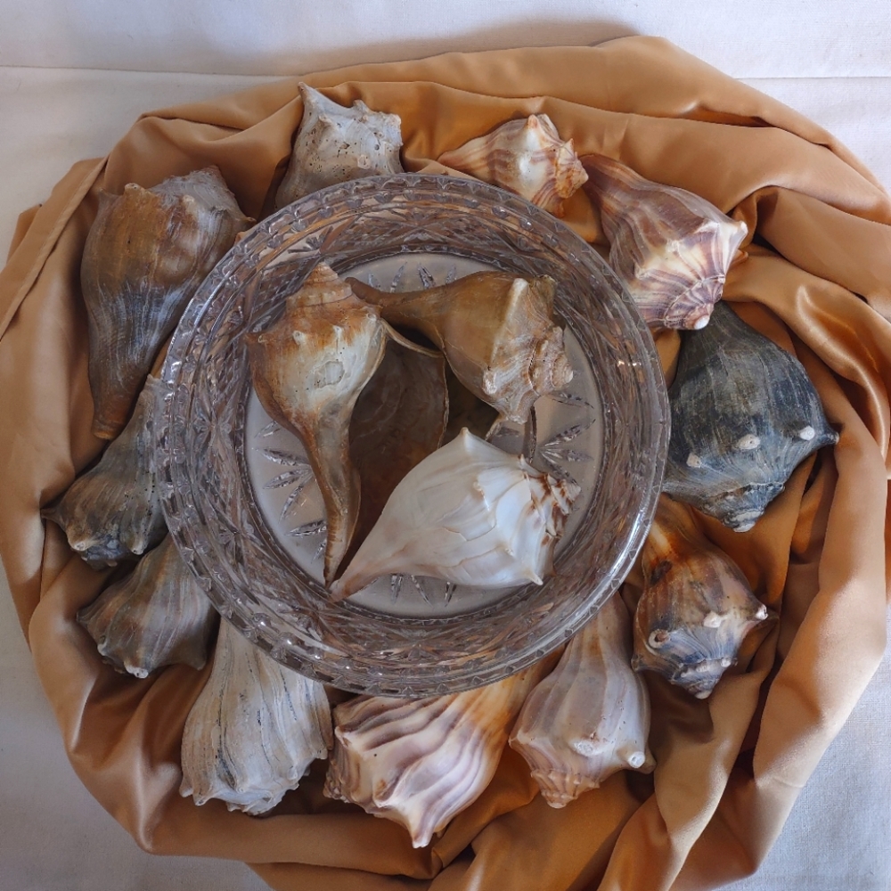 5 lb of Seashell Whelk Welk Shell Beach Shelf Display Decor Aquarium - Picture 2 of 10